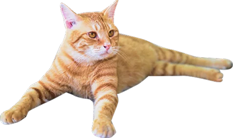 装飾：茶色の猫