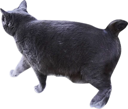 装飾：黒の猫