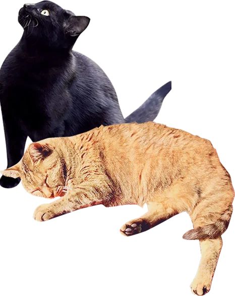 黒と茶色の猫